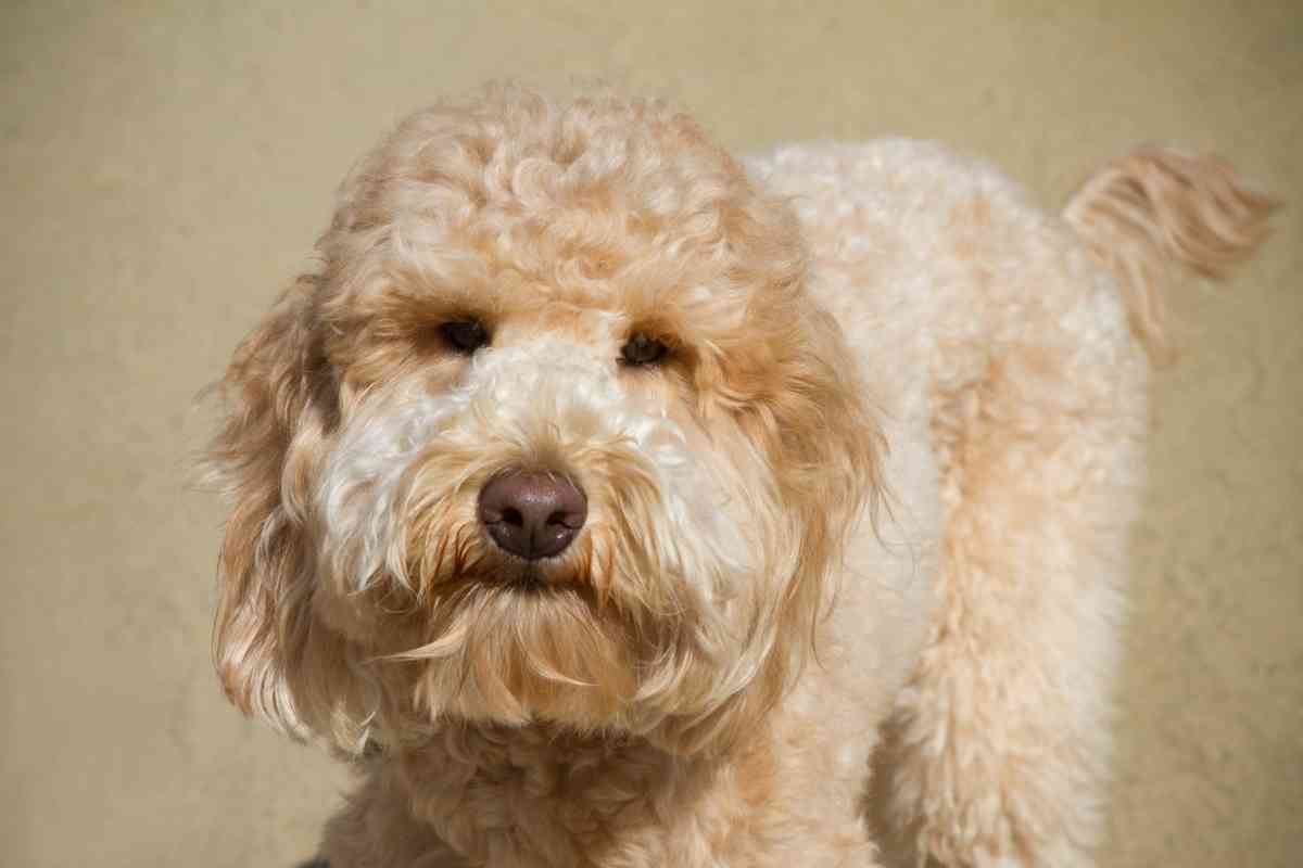 Can A Goldendoodle Be Aggressive? 2