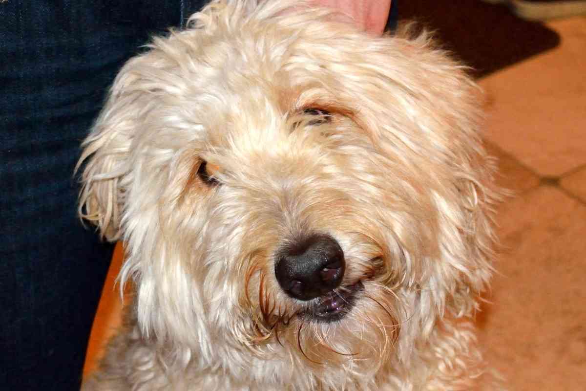 can-a-goldendoodle-be-aggressive-goldendoodle-advice