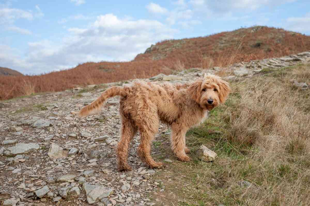 goldendoodle duck hunting dog