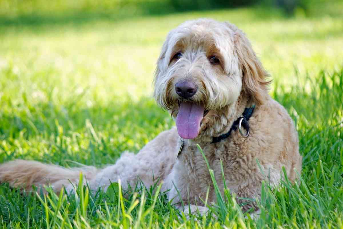 Will An Apricot Goldendoodle Fade? 2