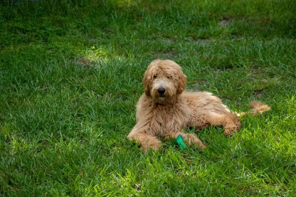 Do Goldendoodles Change Color? - Goldendoodle Advice