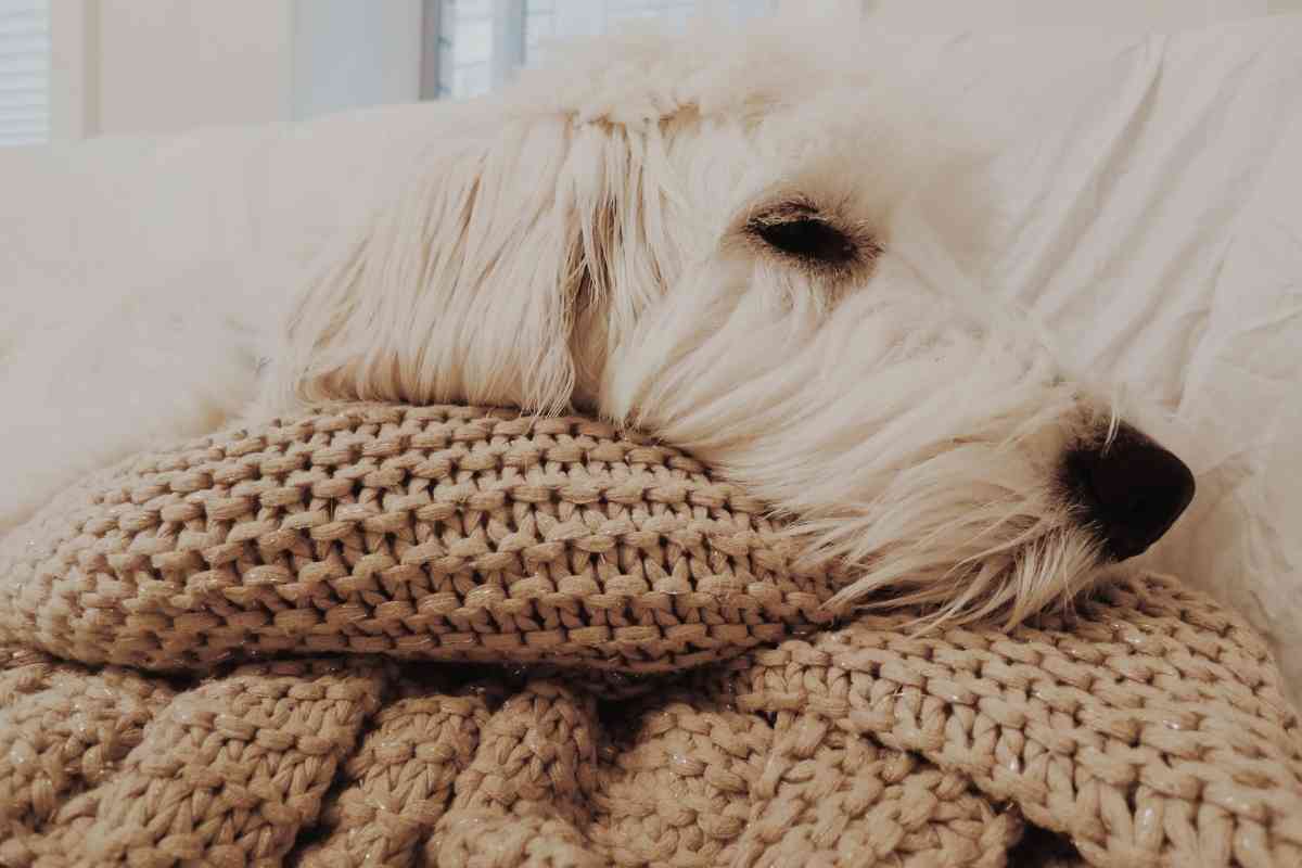 Do Goldendoodles Like To Sleep With You? 1
