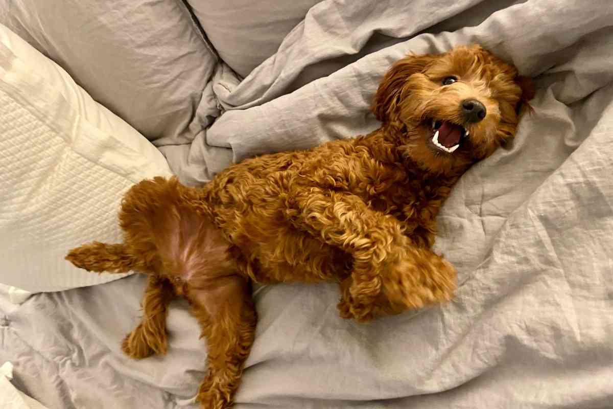 Do Goldendoodles Like To Sleep With You? 3