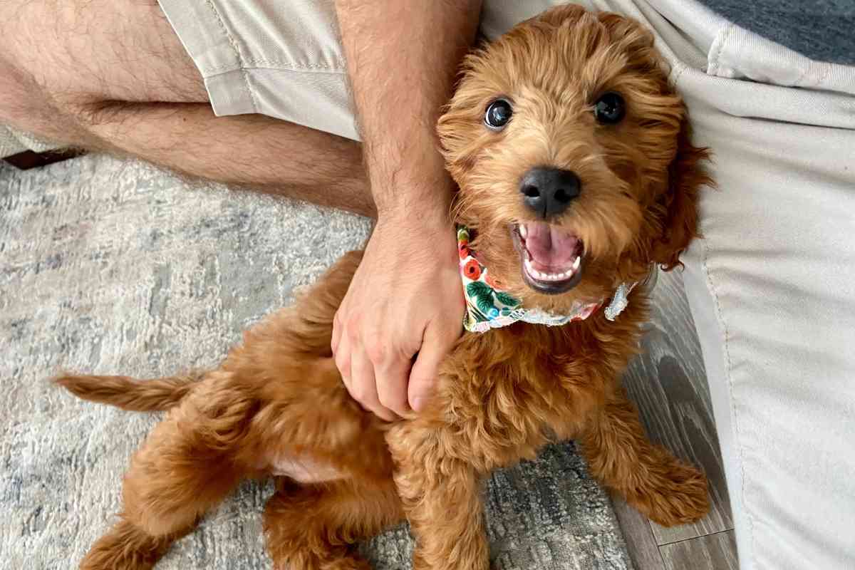 Do Goldendoodles Pick a Favorite Person? Goldendoodle Advice