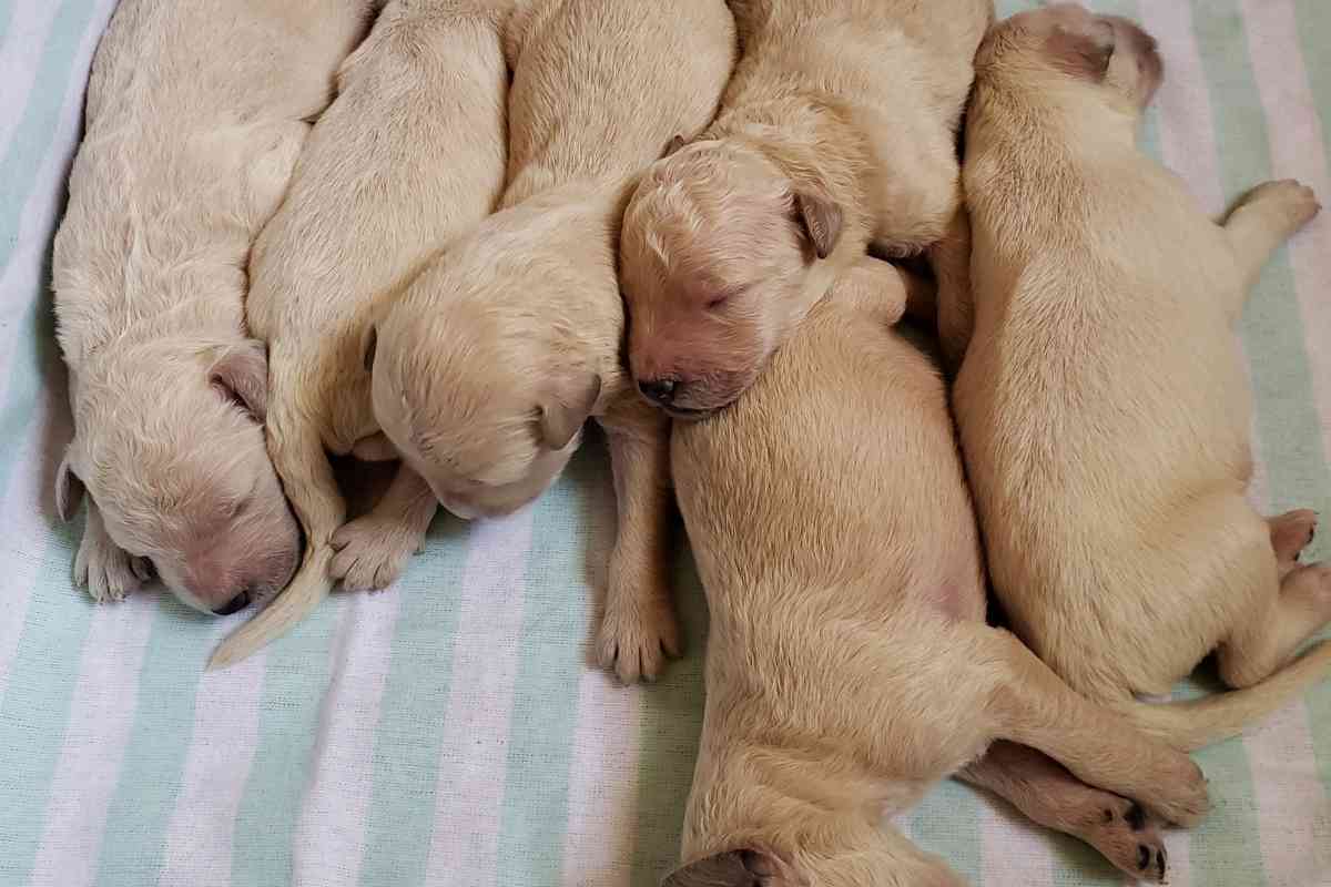 How To Estimate A Mini Goldendoodle Weight? 3