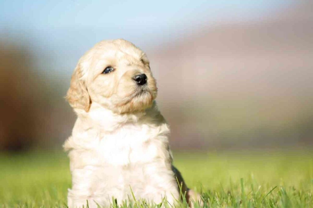 Should I get an F1 or F1B Goldendoodle Goldendoodle Advice