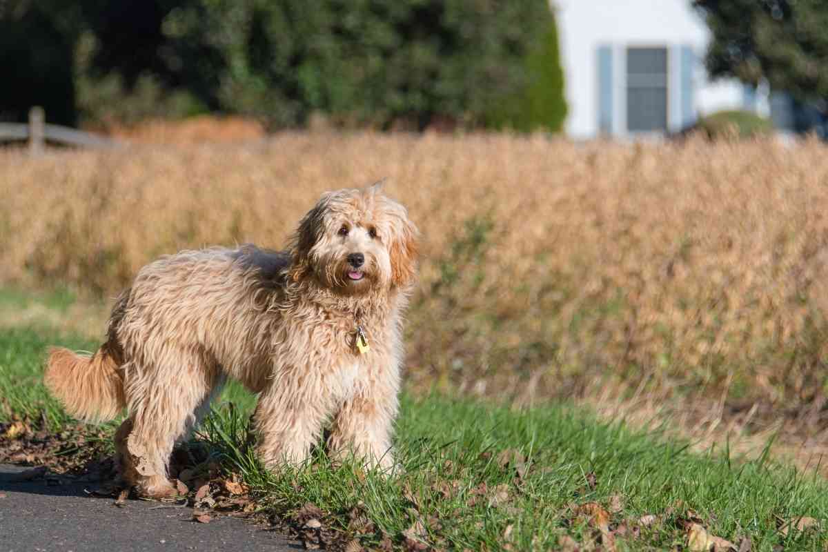 which is better f1 or f1b goldendoodle