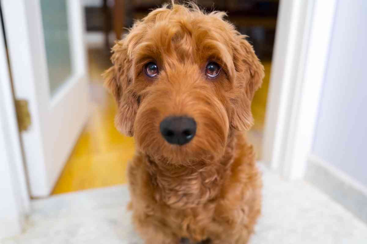 What Are Goldendoodles’ Temperament? 2