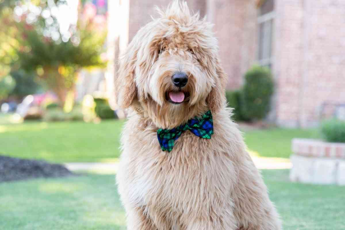 Why Does My Goldendoodle Have Straight Hair? 1
