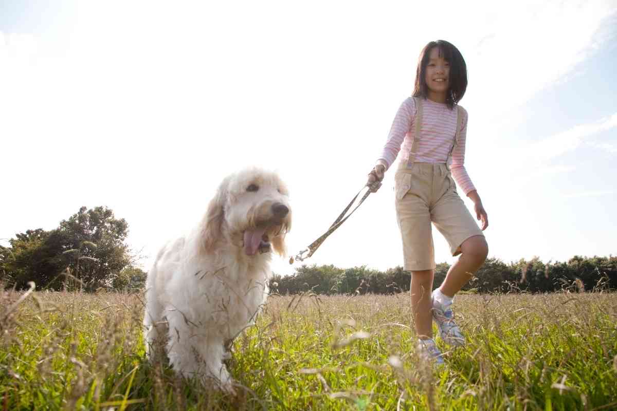 Are Male Or Female Goldendoodles Better? 2