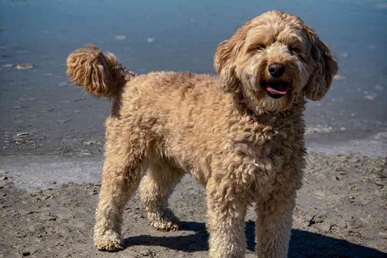 What Does Goldendoodle F1b Mean? Goldendoodle Advice