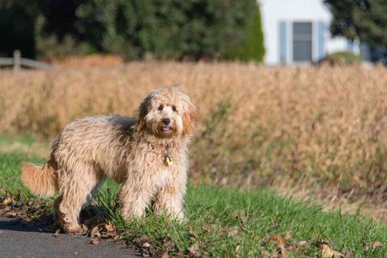 What Does Goldendoodle F1B Mean?