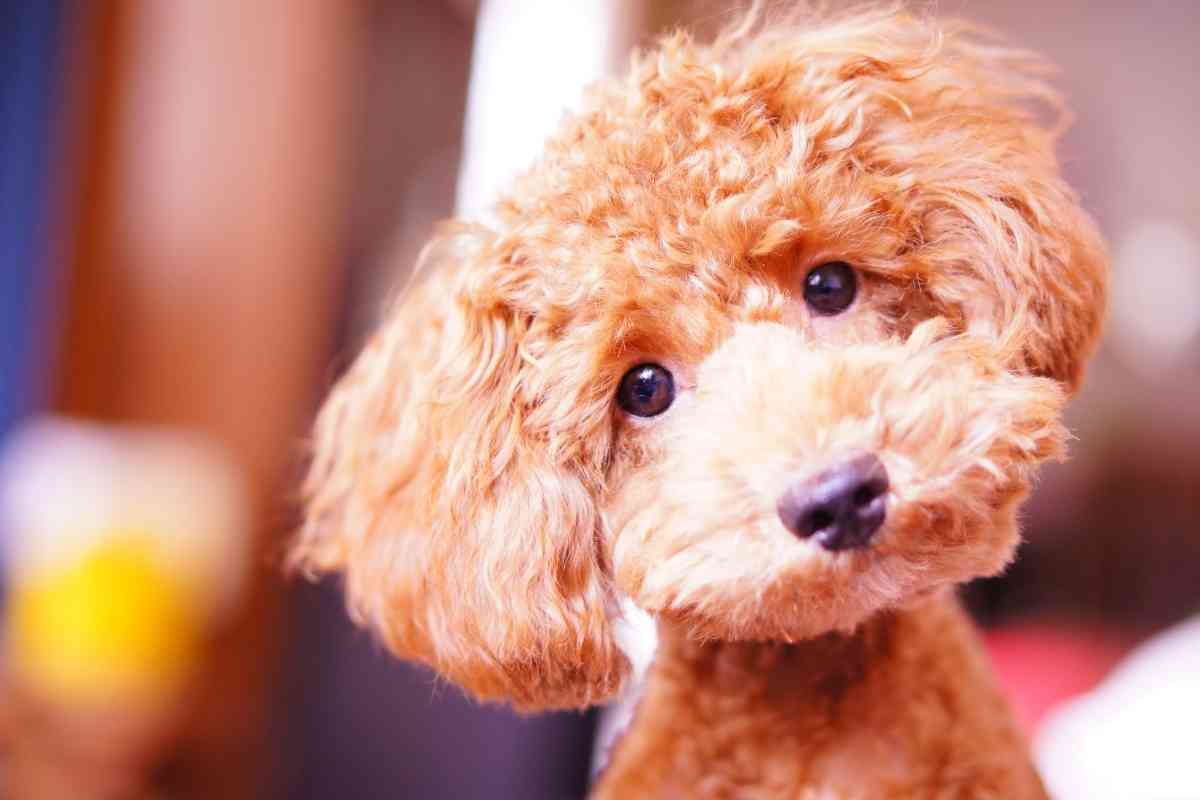 What Is A Micro Mini Goldendoodle? 1
