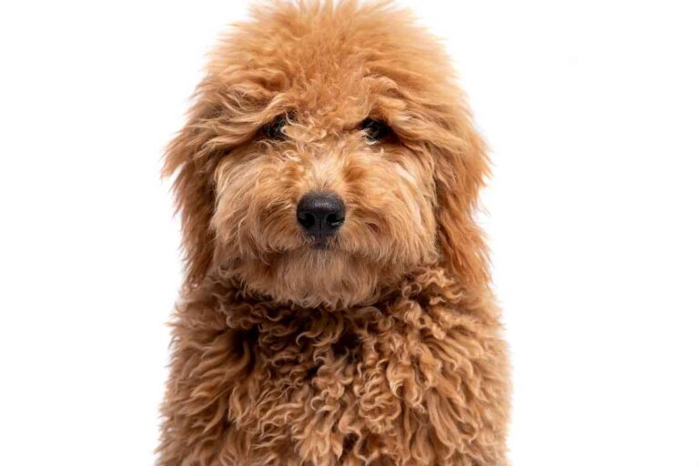 What Is A Micro Mini Goldendoodle?