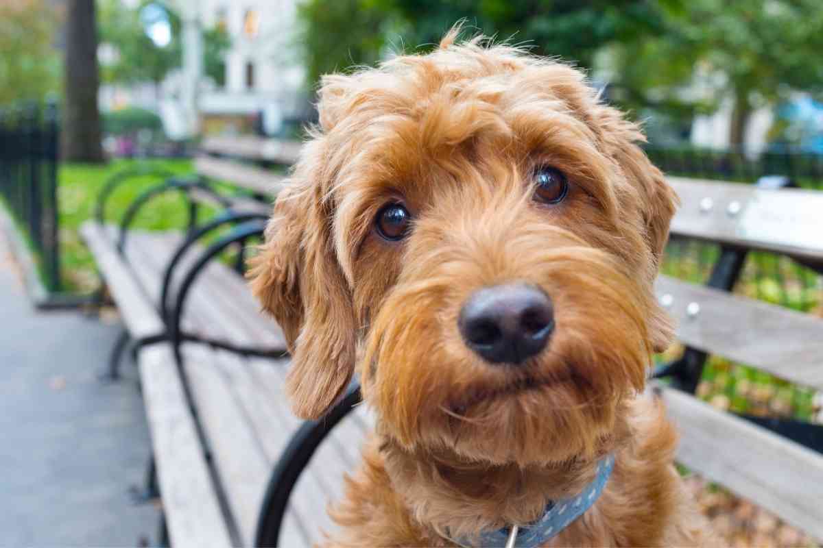 What Is A Mini English Goldendoodle? 1