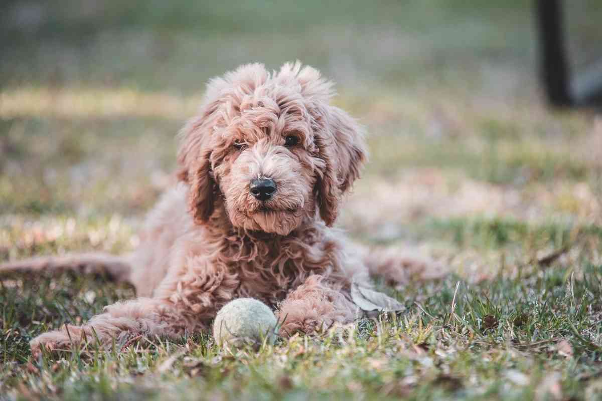 What Is A Mini English Goldendoodle? 2