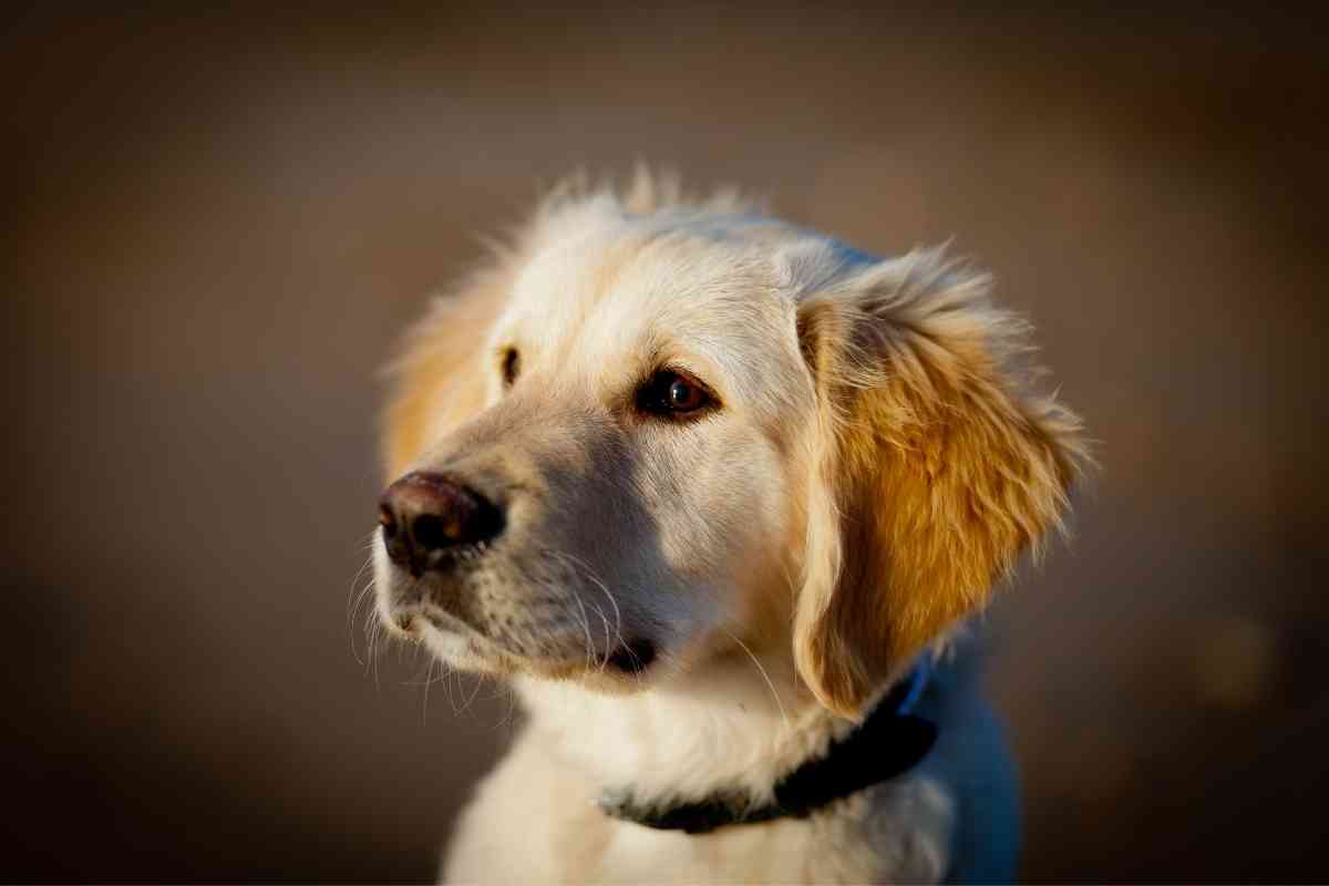 What Is A Mini English Goldendoodle? 1 What Is A Mini English Goldendoodle? 1