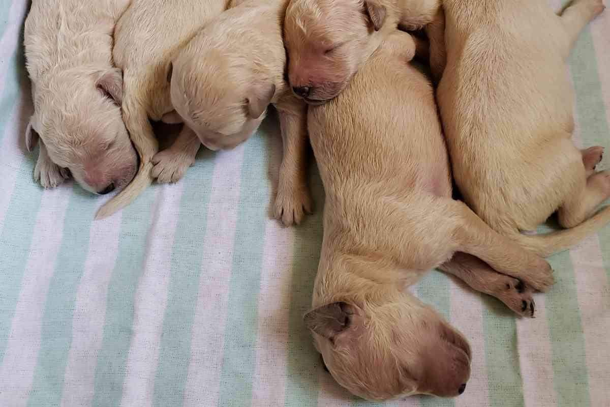 how many puppies are in a first litter