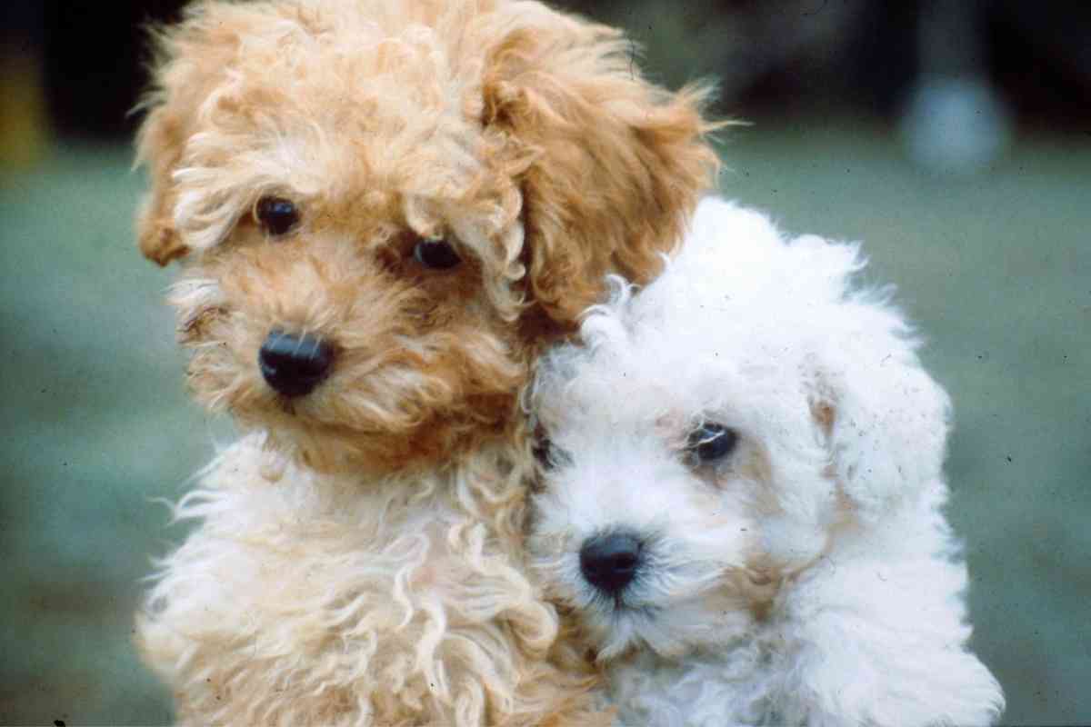 What Is The Average Litter Size Of A Goldendoodle? 3