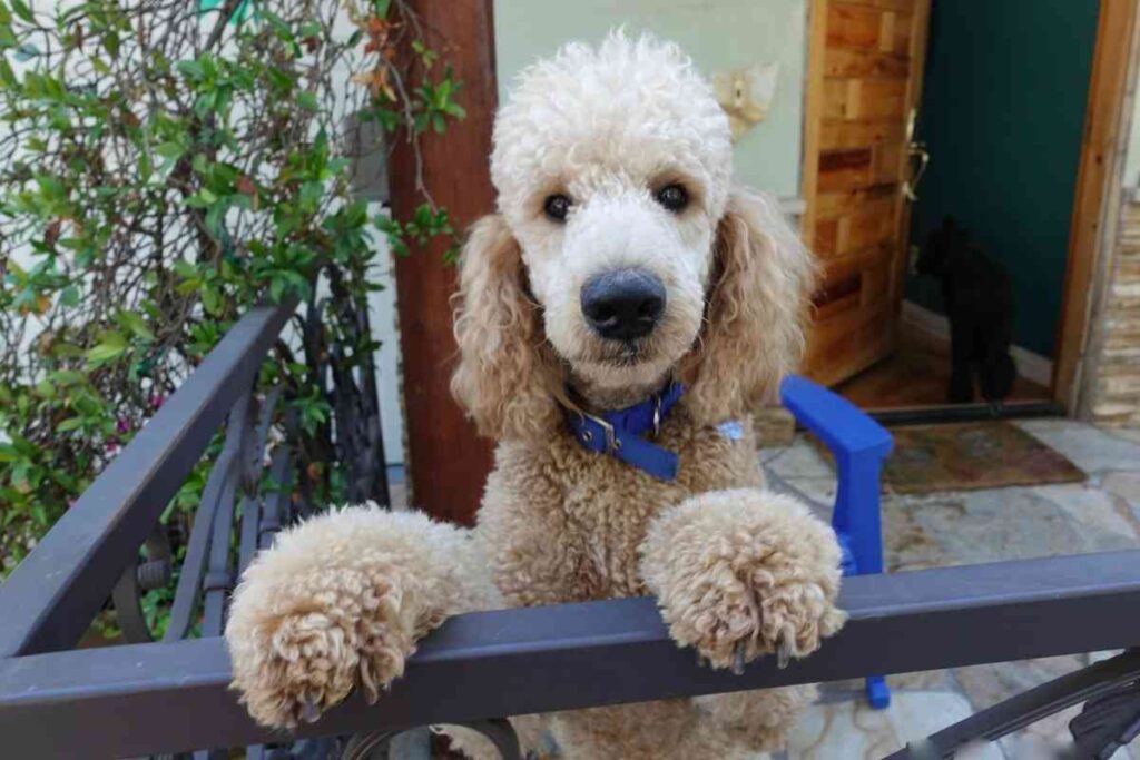 Why Does My Goldendoodle Itch So Much? (Veterinarian Advice