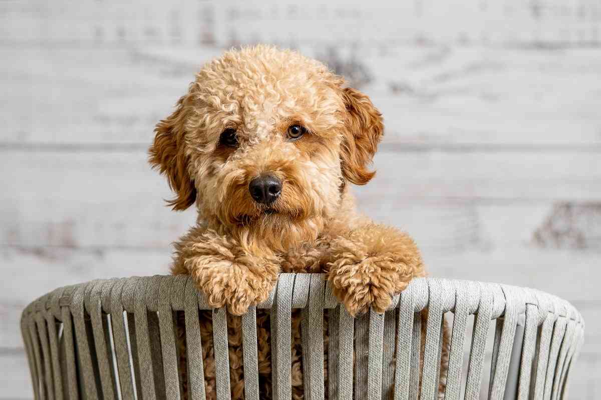 What Is The Difference Between A Goldendoodle And A Mini Goldendoodle? 2
