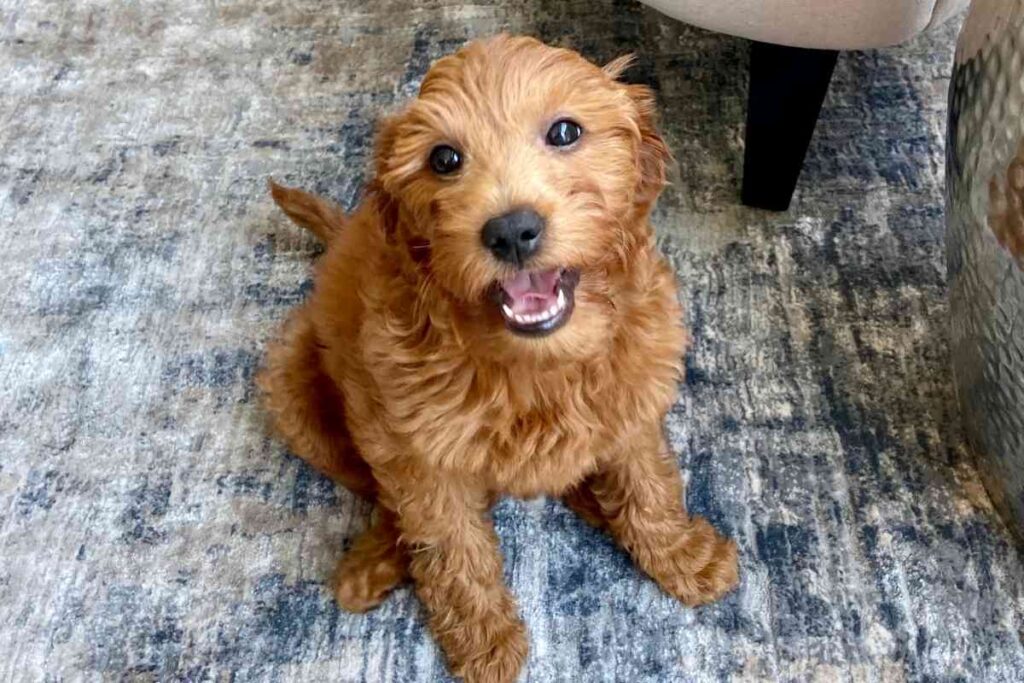 Why Does My Goldendoodle Pee So Much?