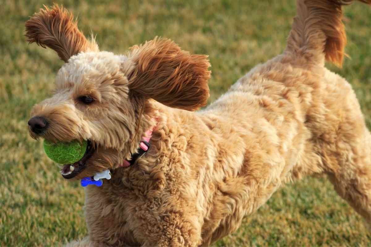 What Is The Difference Between A Mini Goldendoodle And A Petite Goldendoodle? 2