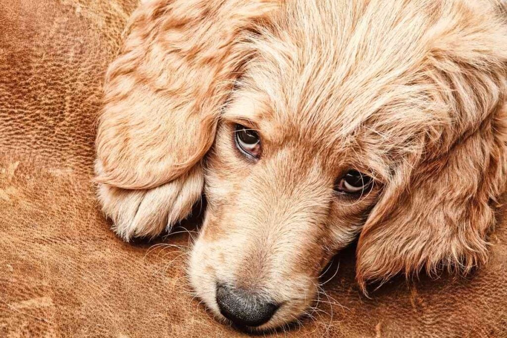 Is A Goldendoodle A Good House Dog? Goldendoodle Advice