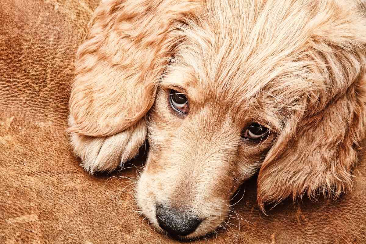 why-do-goldendoodles-have-sensitive-stomachs-goldendoodle-advice