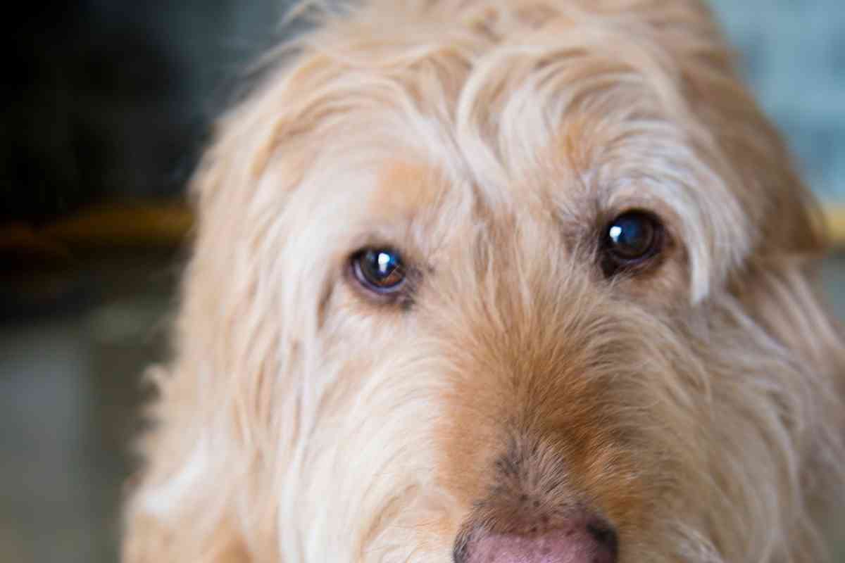 Why Do Goldendoodles Get Eye Boogers? 1