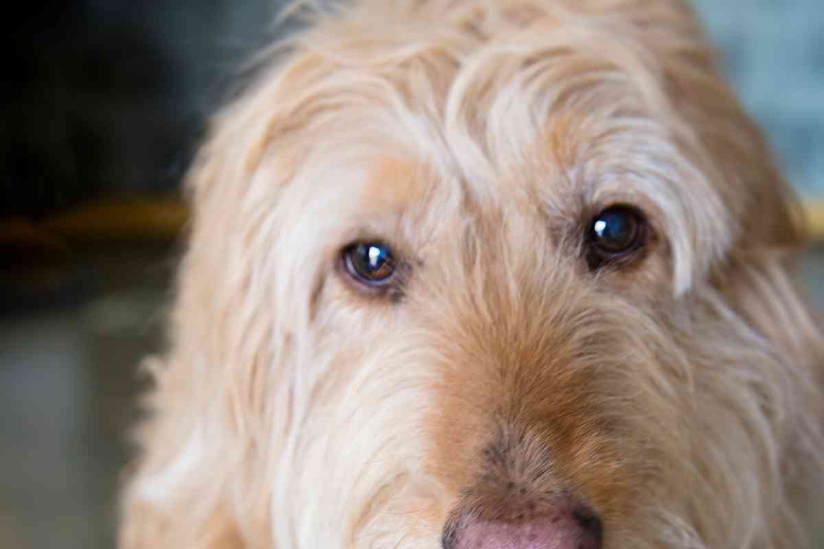 Why Do Goldendoodles Get Eye Boogers? 2