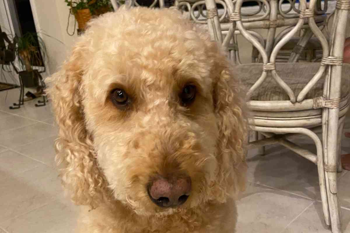 Why Do Goldendoodles Get Eye Boogers? 2