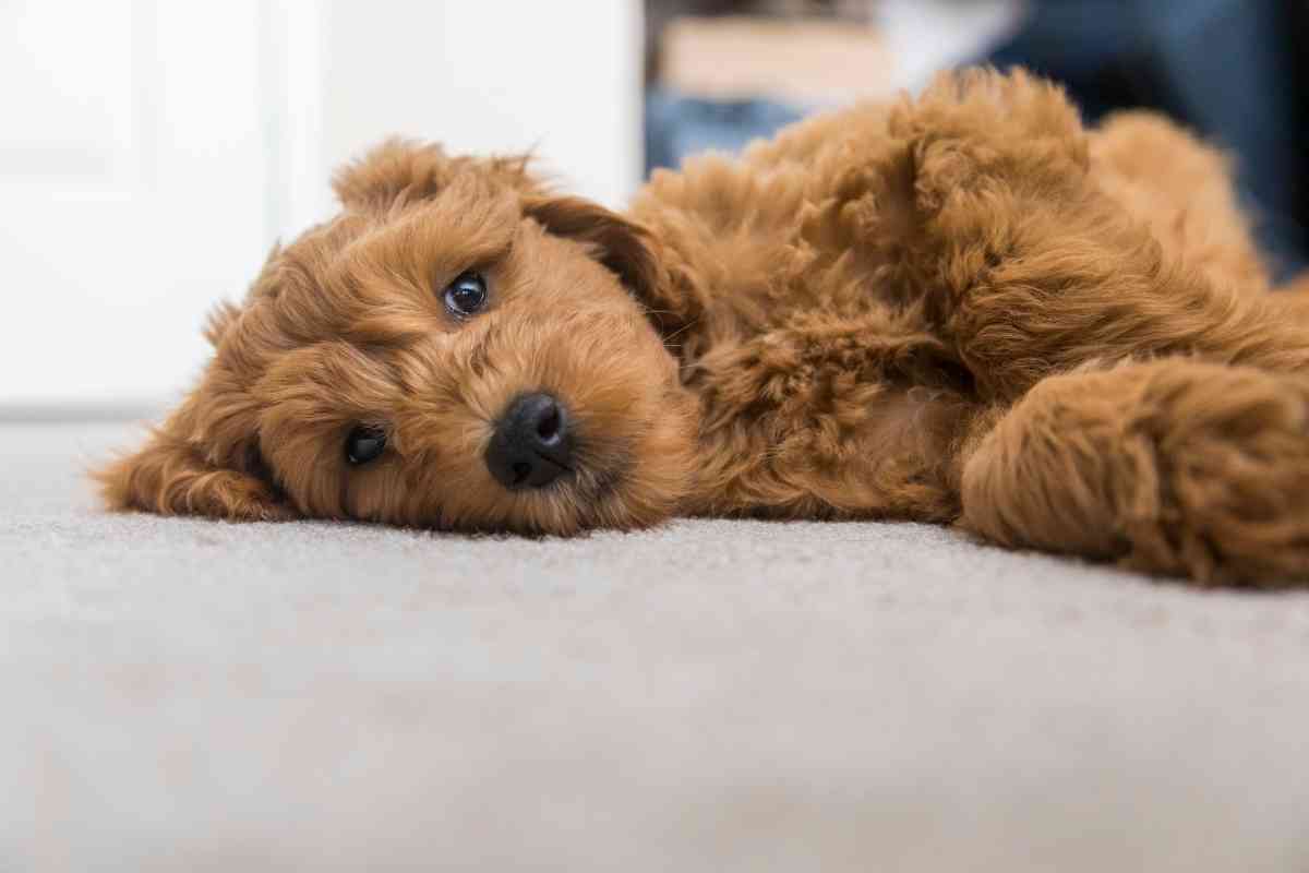 Why Do Goldendoodles Have Sensitive Stomachs? 2
