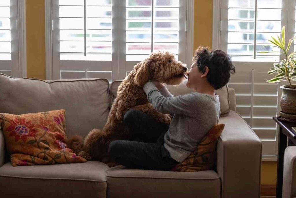 why-do-goldendoodles-hug-goldendoodle-advice