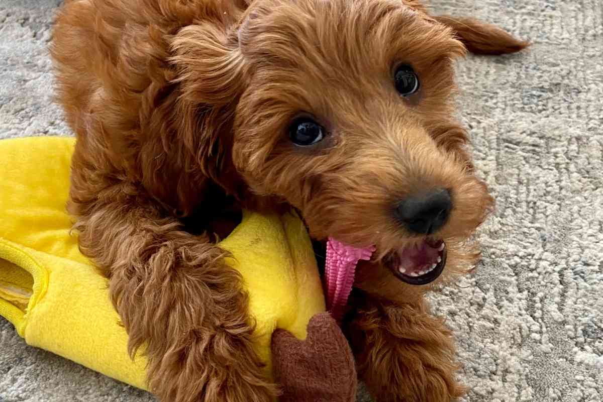 Why Do Goldendoodles Love Socks? 2