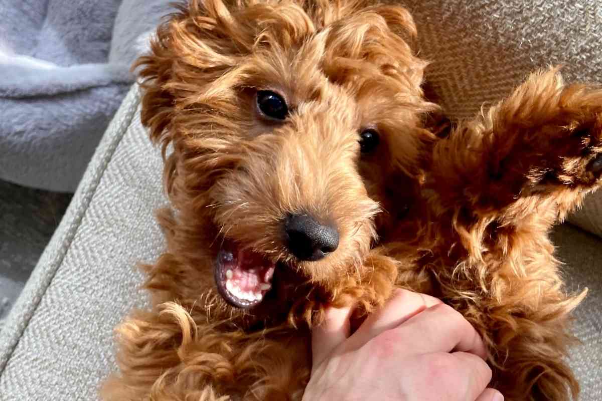 Why Do Goldendoodles Put Their Paw On You? 1