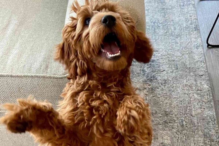 Why Do Goldendoodles Put Their Paw On You?