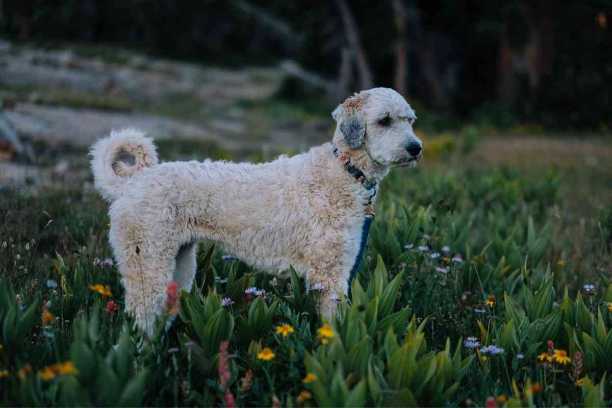 are goldendoodles tails docked