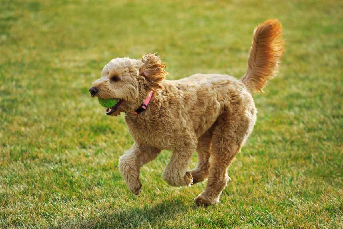 Why Does My Goldendoodle Have A Curly Tail? 2