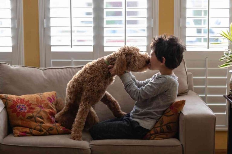 Why Are Mini Goldendoodles Good Dogs? (7 Reasons Why They’re Great!)