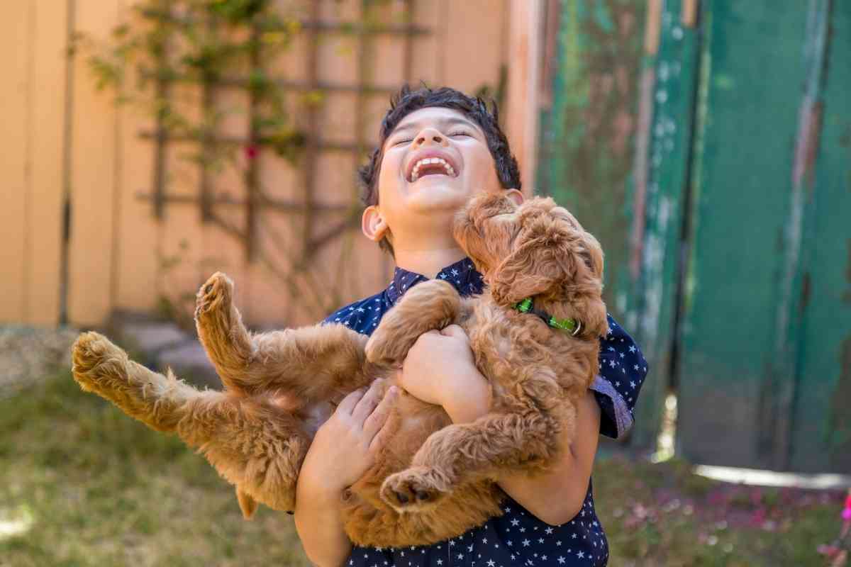 Why Are Mini Goldendoodles Good Dogs? (7 Reasons Why They’re Great!) 1