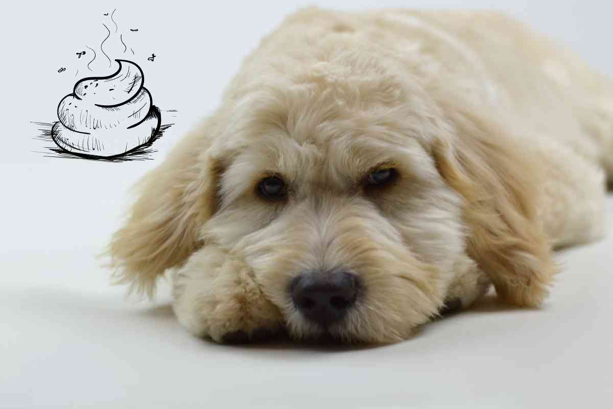 Why Do Goldendoodles Get Diarrhea? 1