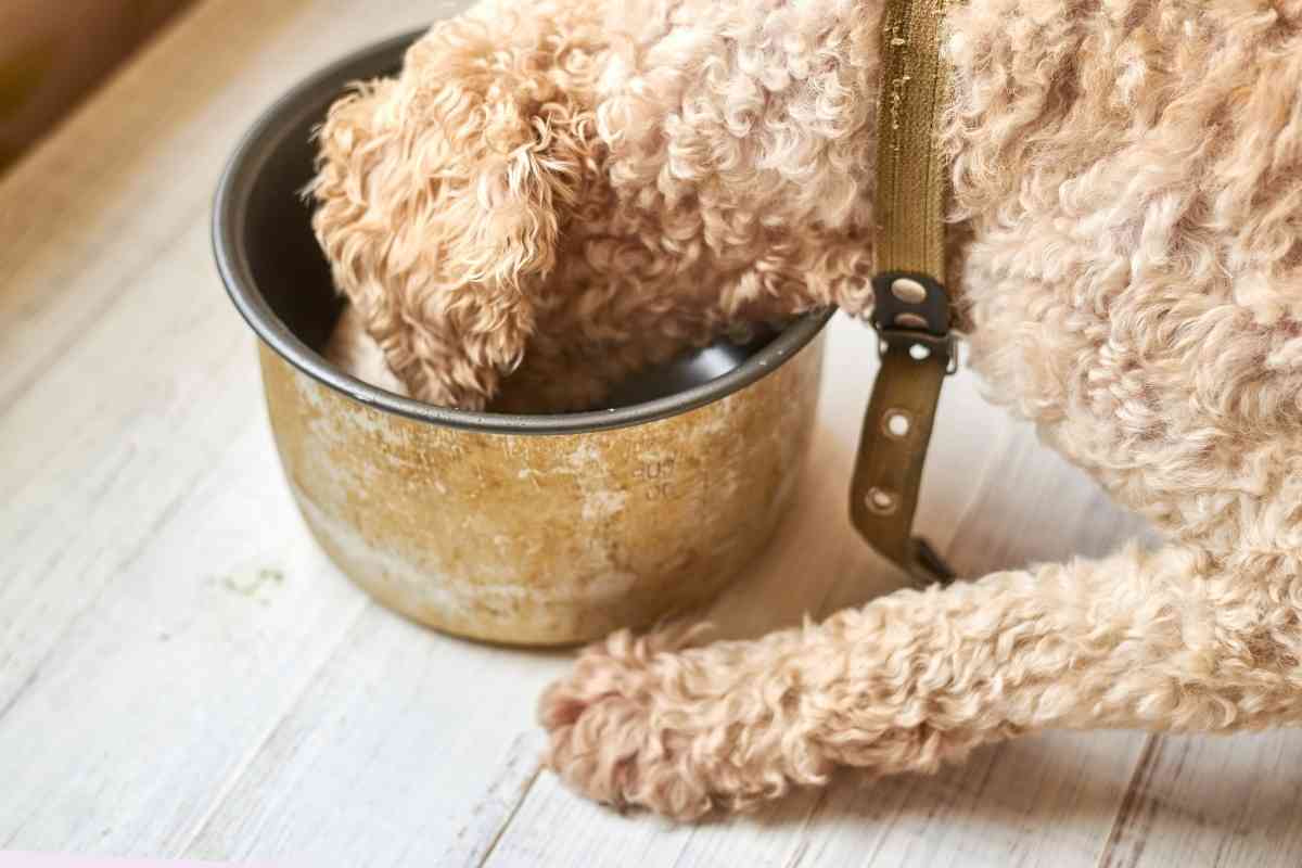 Why Do Goldendoodles Get Diarrhea? 2