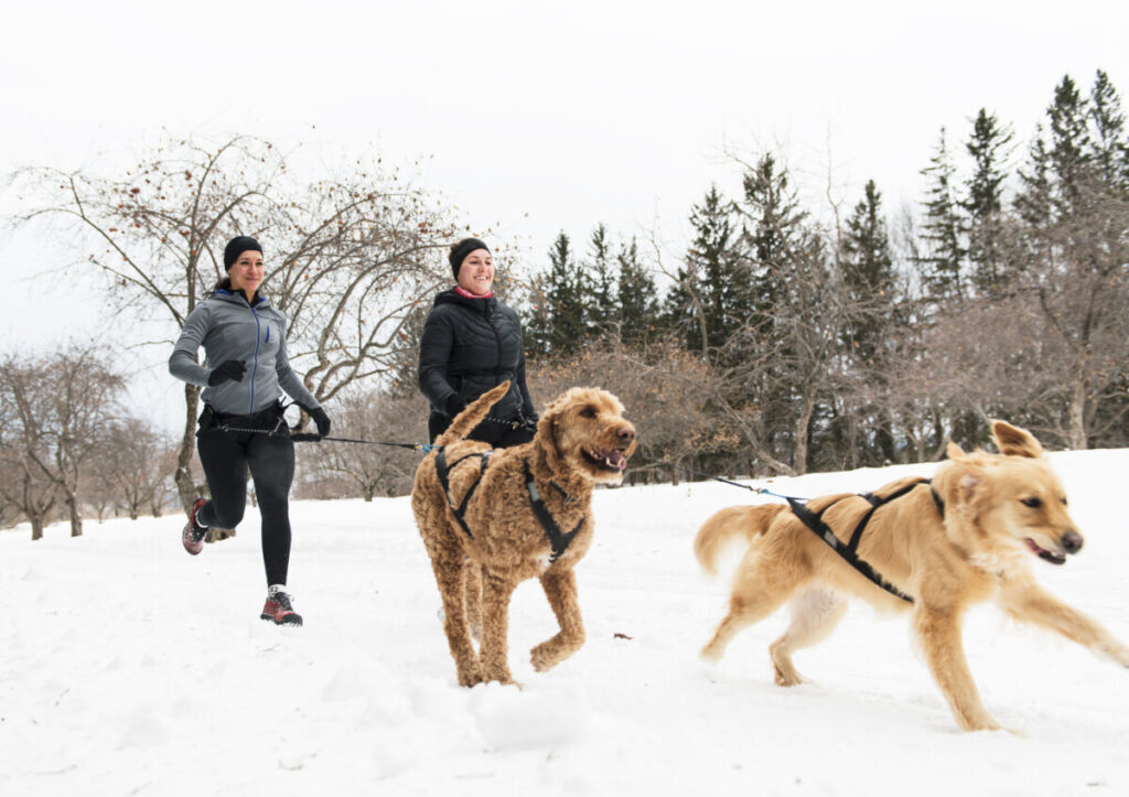 Can Goldendoodles Run With You?