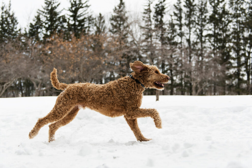 How Long Can A Mini Goldendoodle Hold Its Bladder?