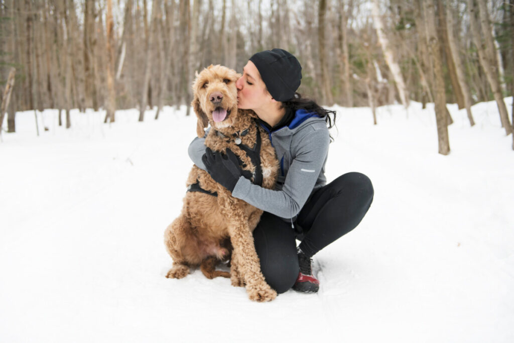 Do Goldendoodles Like Snow 1