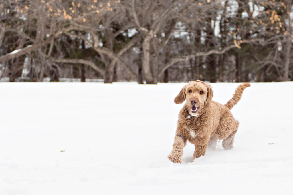 Do Goldendoodles Like Snow 2