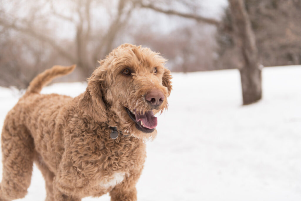 Are Black Goldendoodles Rare?