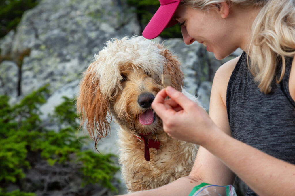 Do Goldendoodles Have Whiskers? 1