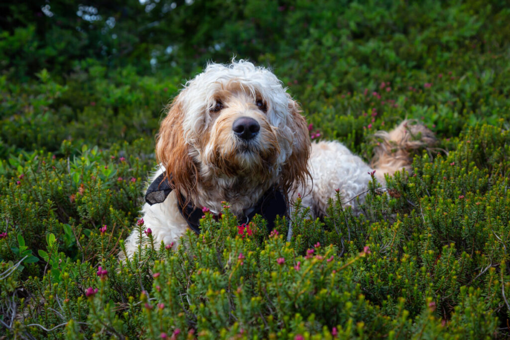 What Is The Temperament Of A Goldendoodle? 2